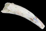 Bargain, Pterosaur (Siroccopteryx) Tooth - Morocco #93181-1